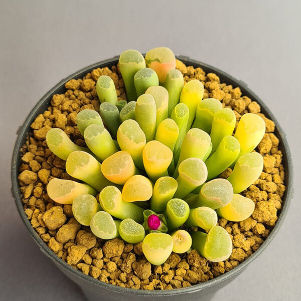 Frithia Pulchra variegada