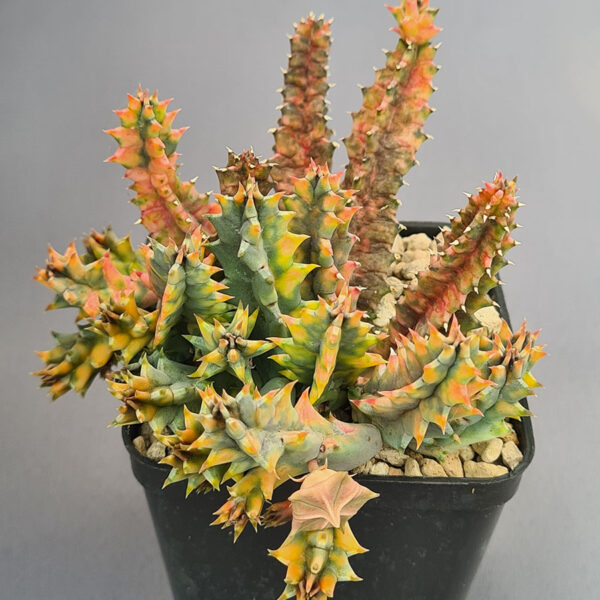 Huernia Zebrina variegada