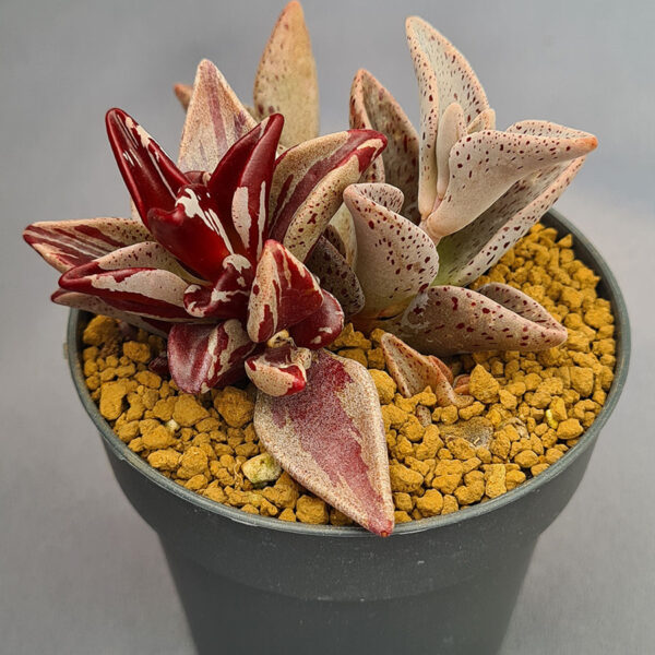 Lenophyllum Guttatum variegada