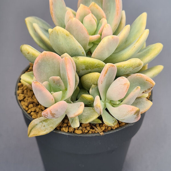Pachyveria Pachyphytoides variegada