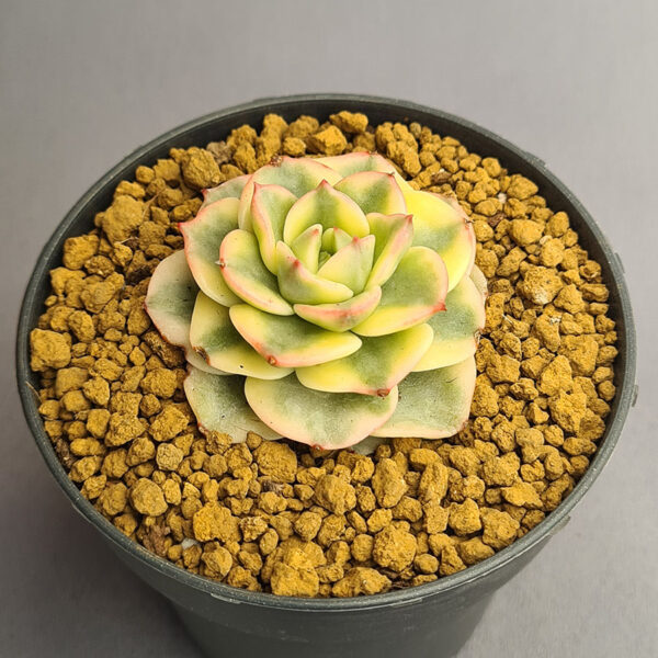 Sedeveria Rolly variegada