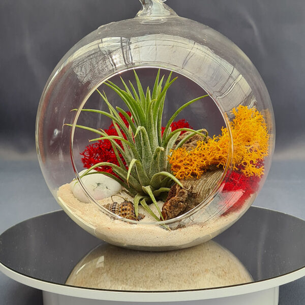 Terrario de cristal ball