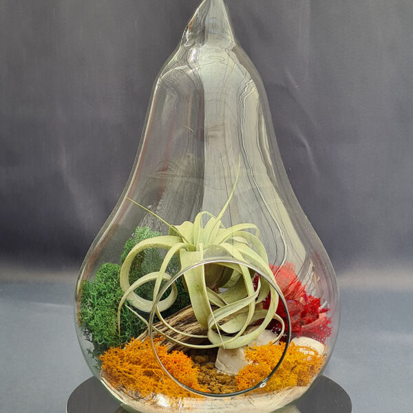 Terrario delicia de pera