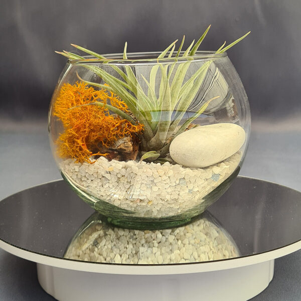 Terrario mini acuario