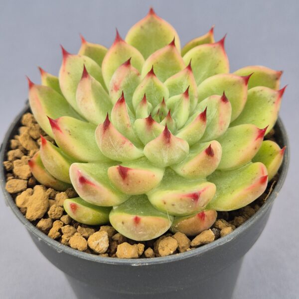Echeveria Achilleus