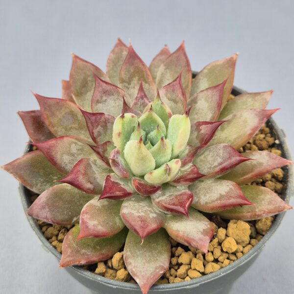 Echeveria Ametrine Nº2