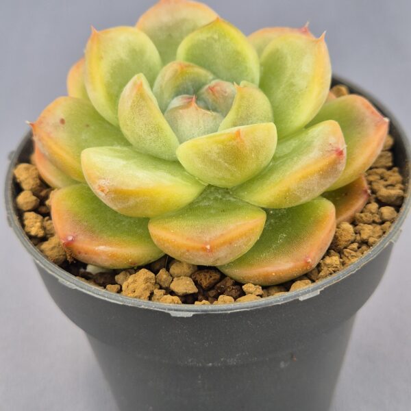 Echeveria Brandy