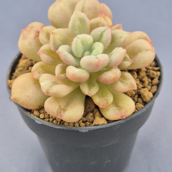 Echeveria Bill Gates