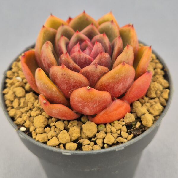Echeveria Black Pink