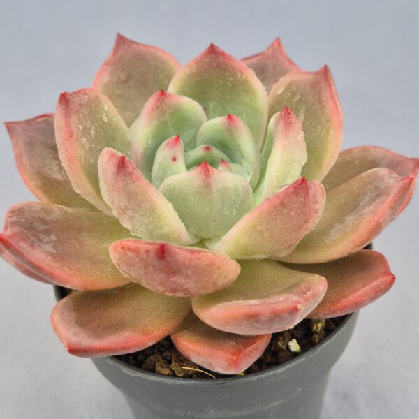 Echeveria Daredevil