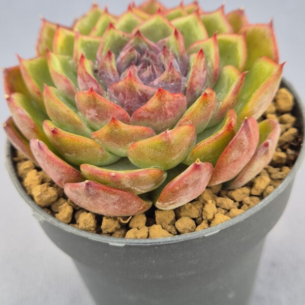 Echeveria Dark Rose