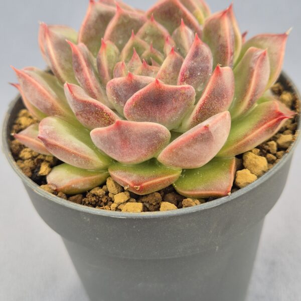 Echeveria Dior