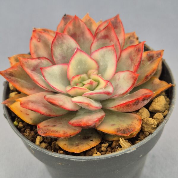 Echeveria Esther variegada