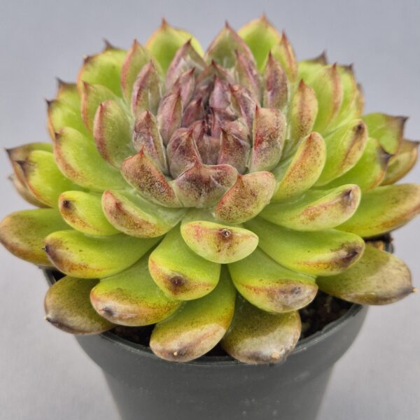 Echeveria Gemstone cristata