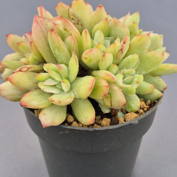 Echeveria Luella Silver Clustering variegada