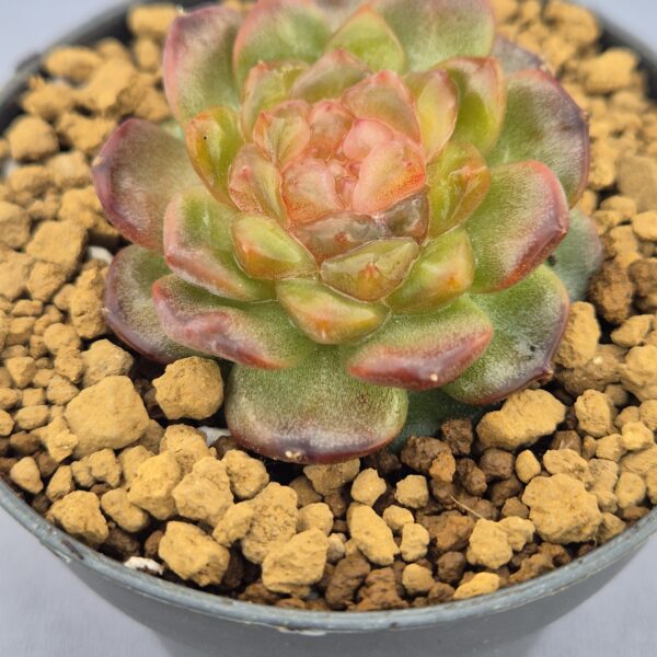 Echeveria Magic Diamond