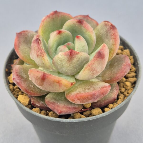 Echeveria Miss Hong