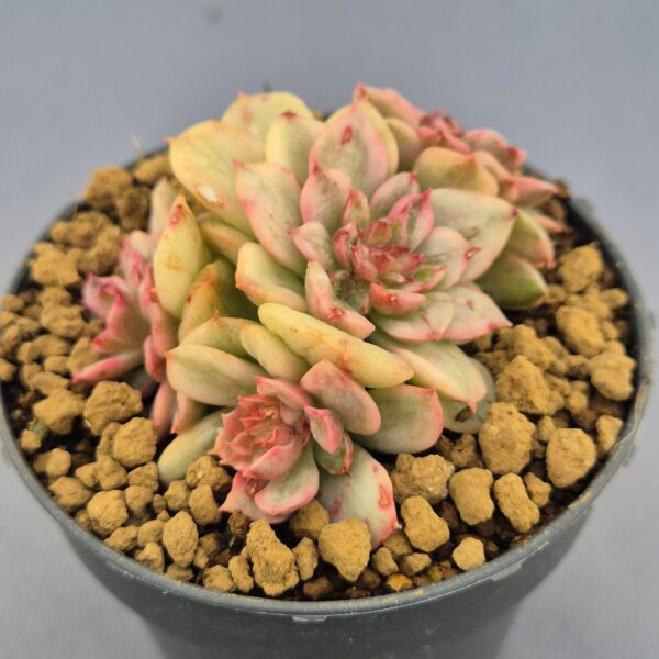 Echeveria Nuda variegada 002