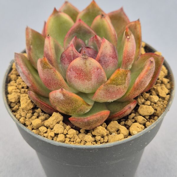 Echeveria Odette