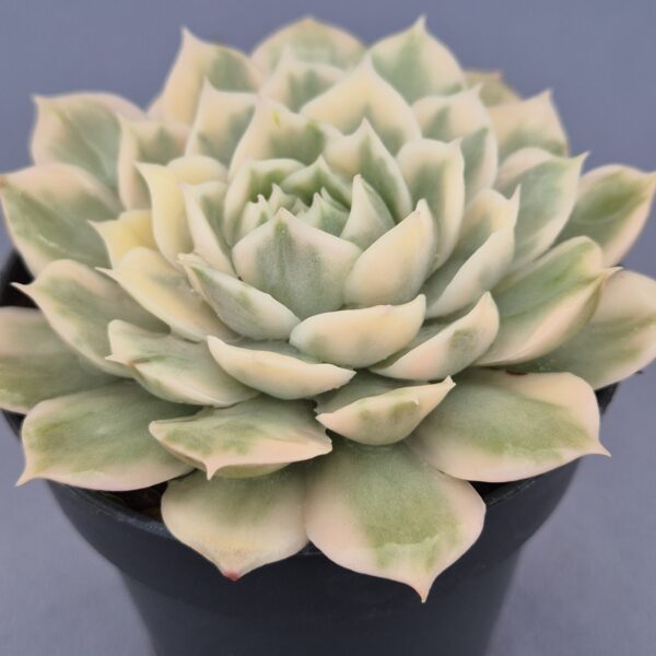 Echeveria Onslow variegada