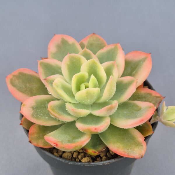 Echeveria Pink Vera variegada