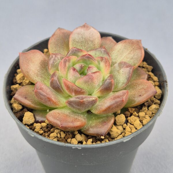 Echeveria Red Crystal
