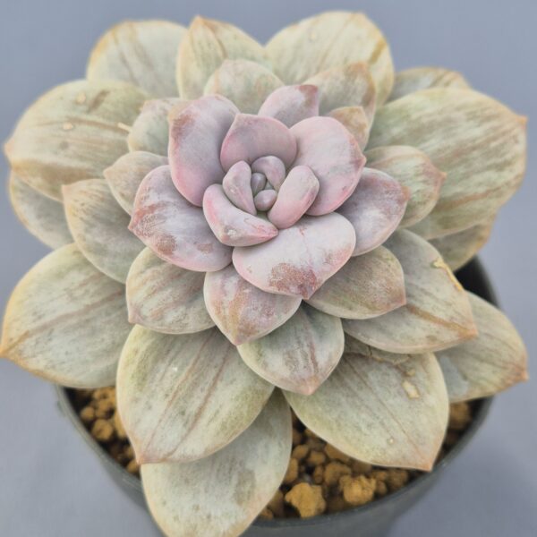 Graptopetalum Superbum Silverbum