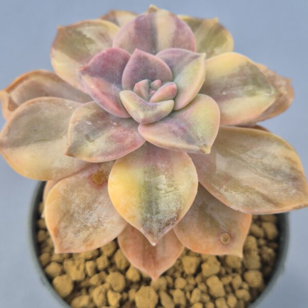 Graptopetalum Snow White variegado 002