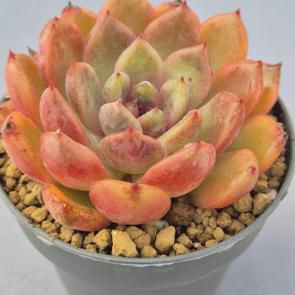 Echeveria Ziwei