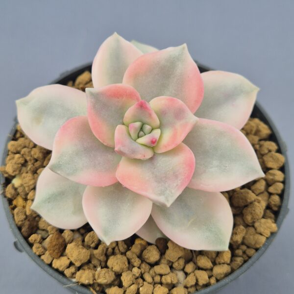 Graptopetalum Snow White variegado 001