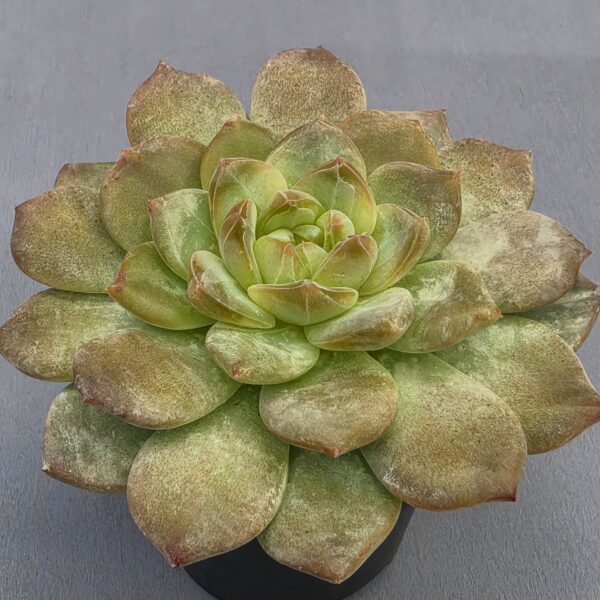 Echeveria Red Crystal