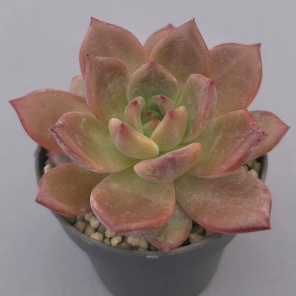 Echeveria Black Knight