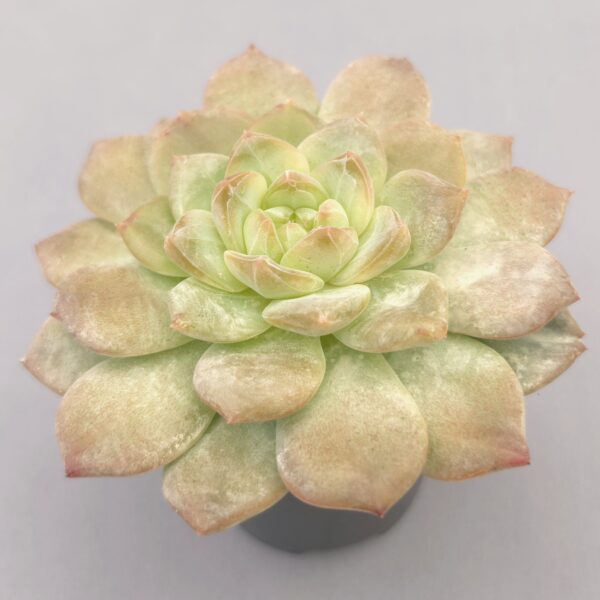 Echeveria Red Crystal