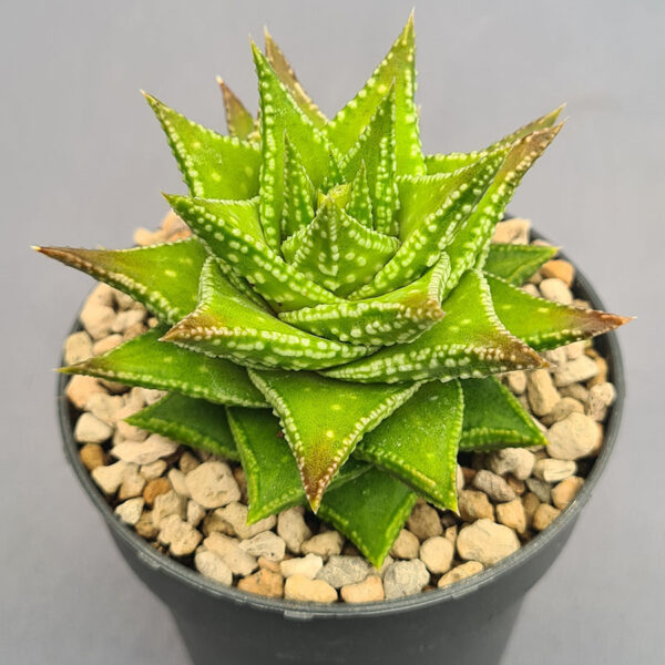Astroloba Foliosa x Haworthiopsis 001