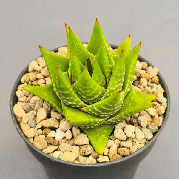Astroloba Foliosa x Haworthipsis 002