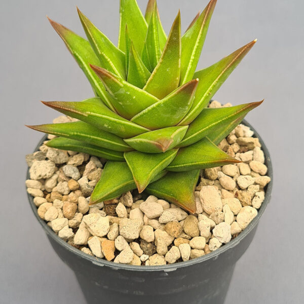 Astroloba Foliosa x Marginata