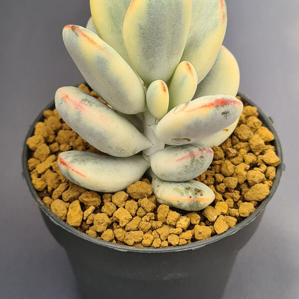 Cotyledon Orbiculata Oophylla variegado 001