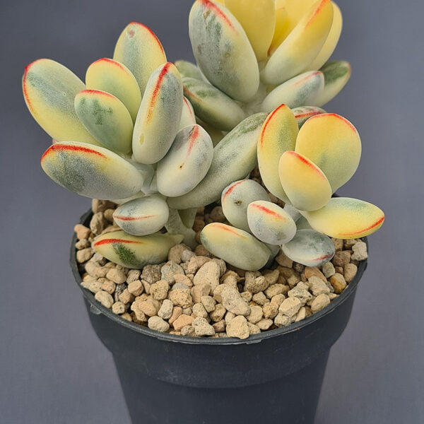 Cotyledon Orbiculata Oophylla variegado 002