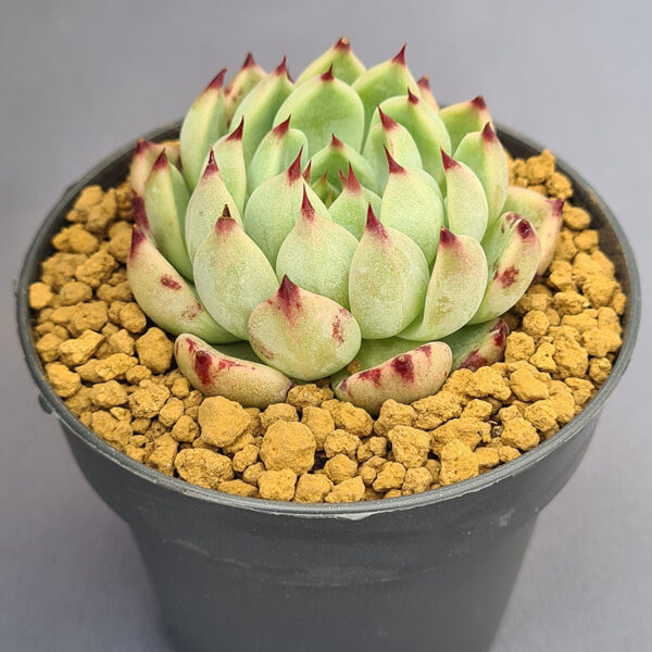 Echeveria Achilleus