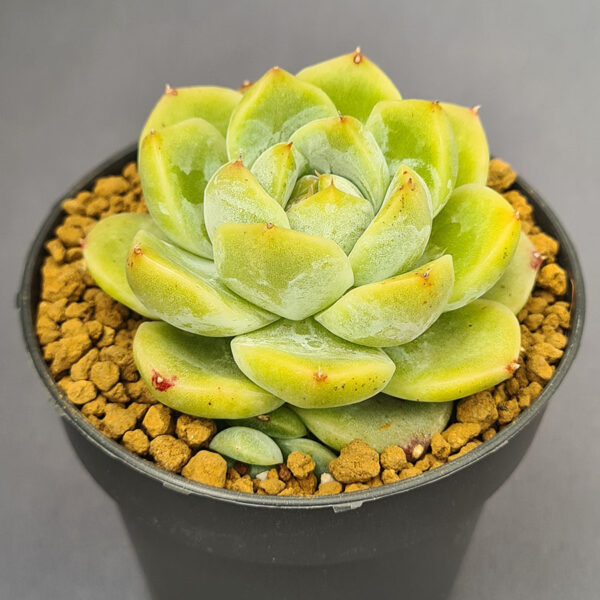 Echeveria Alba Beauty