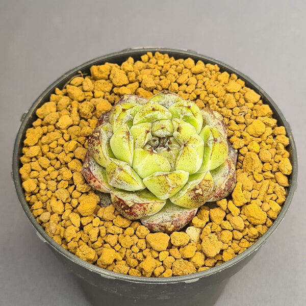 Echeveria Amethyst