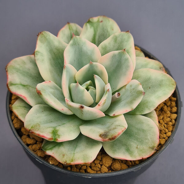 Echeveria Atlantis Variegada