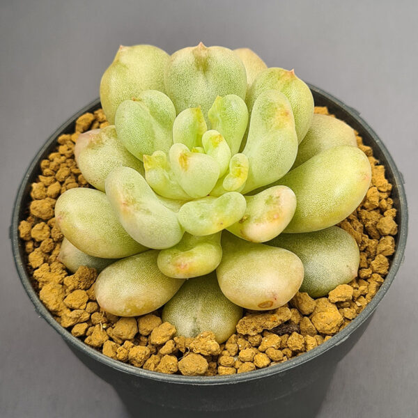 Echeveria Bill Gates