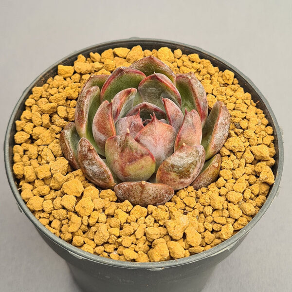 Echeveria Black Monroe