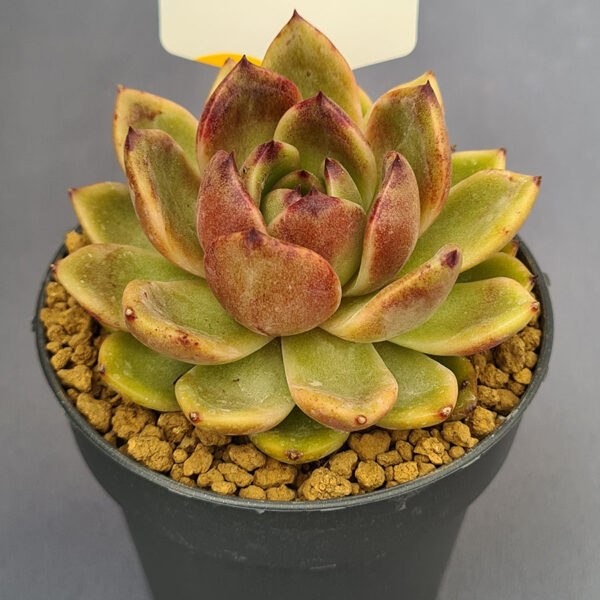 Echeveria Black Pink