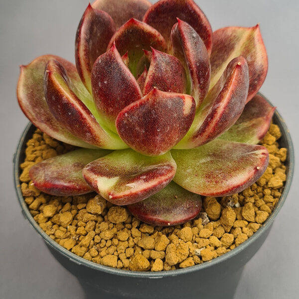 Echeveria Tiger 001