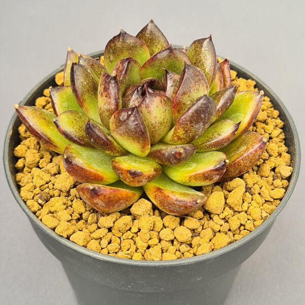 Echeveria Black Tiger 002