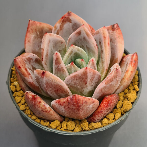 Echeveria Champagne