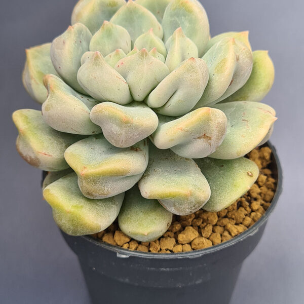Echeveria Cream Puff