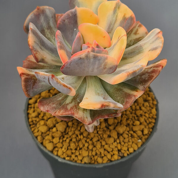 Echeveria Cubic Frost variegada
